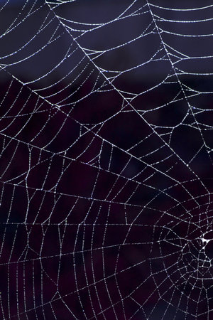Spooky spiderweb spider web with water droplets close up background