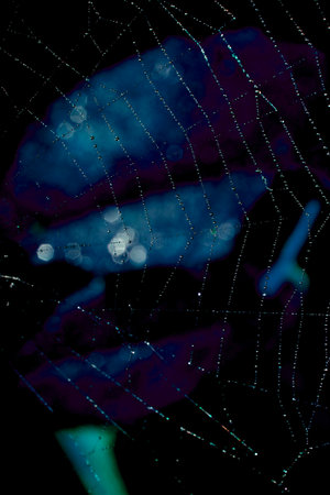 Spooky spiderweb spider web with water droplets close up background
