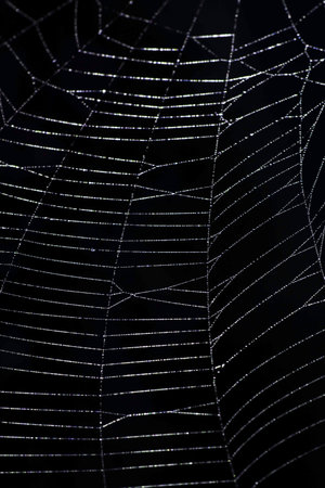 Spooky spiderweb spider web with water droplets close up background