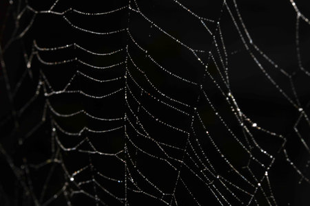Spooky spiderweb spider web with water droplets close up background