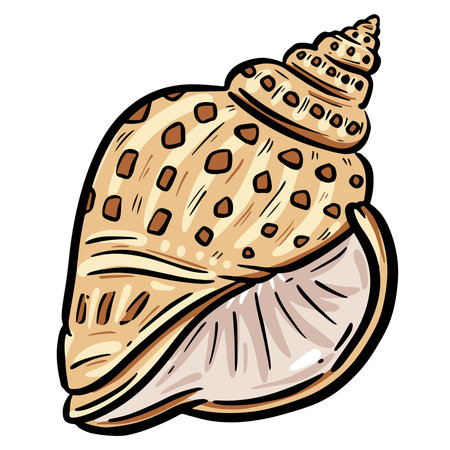 Illustration of a seashell on a white background. Vector illustrationのイラスト素材
