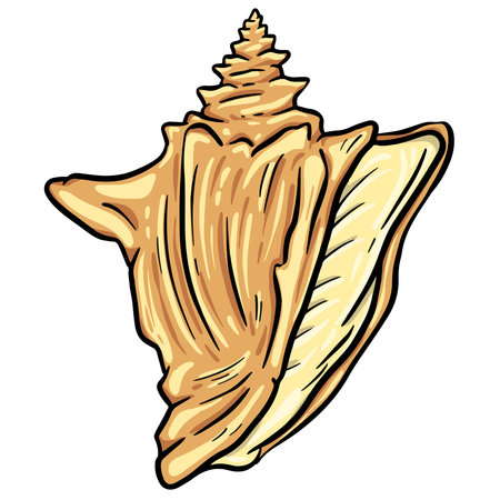 Illustration of a sea shell on a white background. Vector illustrationのイラスト素材