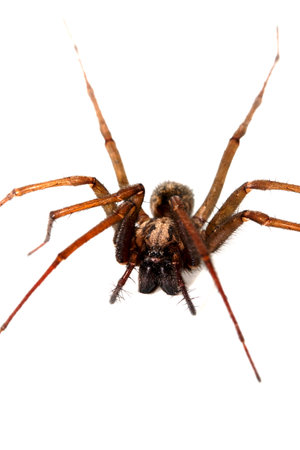 A large house spider on a white backgroundの写真素材