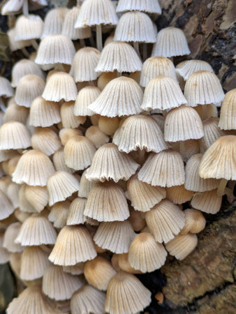 Close up of fairy inky cap mushroom fungus growing on a tree stump in Autumnの写真素材