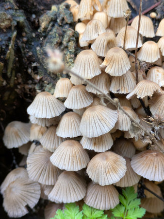 Close up of fairy inky cap mushroom fungus growing on a tree stump in Autumn