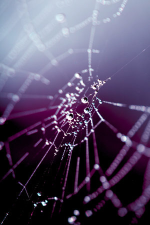 Spooky spiderweb spider web with water droplets close up background