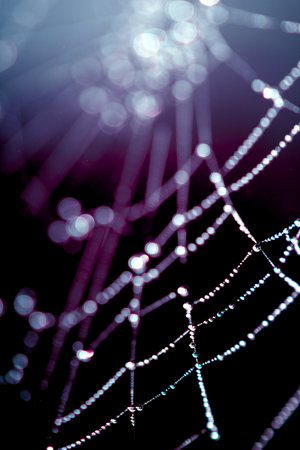 Spooky spiderweb spider web with water droplets close up backgroundの写真素材