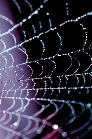 Spooky spiderweb spider web with water droplets close up background
