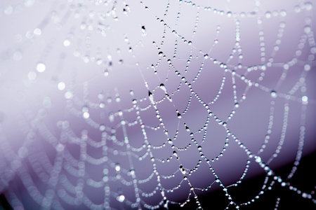 Spooky spiderweb spider web with water droplets close up background