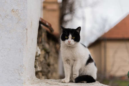 black and white street cat, stray cat sitting on the street, abandoned cat, pet on the street, Serious, perplexed stray cat, looking into the distance, in natural habitatの写真素材