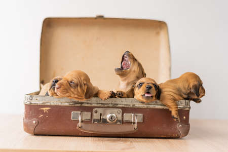 traveling with small dogs, puppiesの写真素材