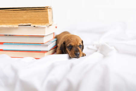 a small puppy and booksの写真素材