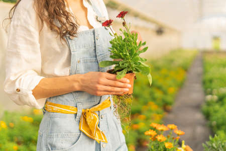 cropped image of woman gardeningの写真素材