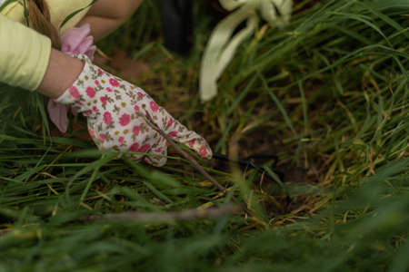 Girl transplants in home gardenの写真素材