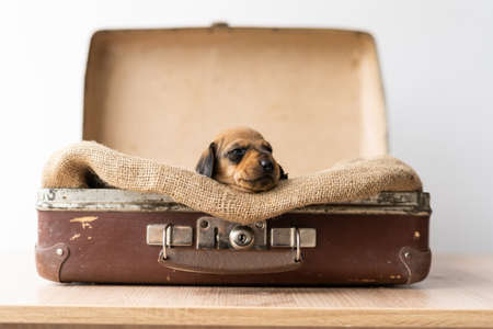 traveling with small dogs, puppies