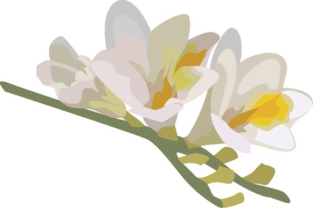 branch of freesia on a white backgroundのイラスト素材