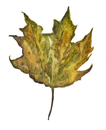 autumn leaf on a white background, watercolor drawingの写真素材