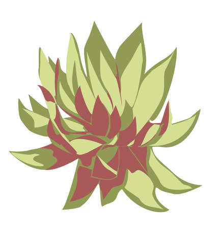 succulent cactus on a white backgroundの写真素材