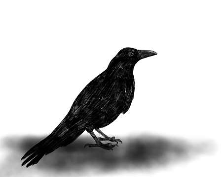 black raven on white background, illustration artworkの写真素材