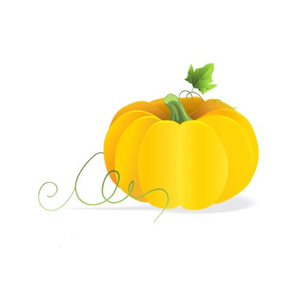 Orange pumpkin vegetable with green leaf. Vector illustrationのイラスト素材