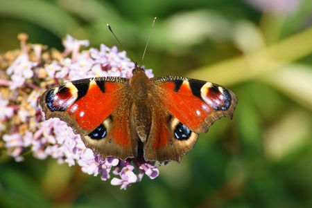 Peacock butterfly,Inachis io,on a buddleia bush