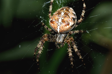 A Garden Spider in its web hunting for foodの写真素材