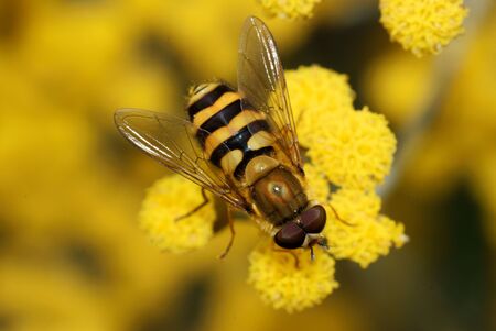 A black and yellow hoverfly on a yellow flower drinking nectar on a summers dayの写真素材