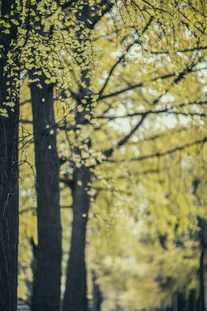 Ginkgo bilobaの写真素材