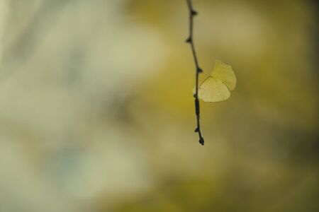 Ginkgo bilobaの写真素材