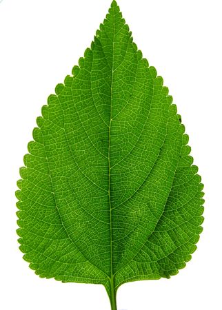 Beautiful leavesの写真素材