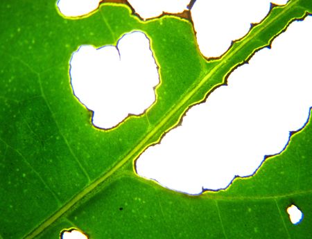 Moth-eaten leavesの写真素材