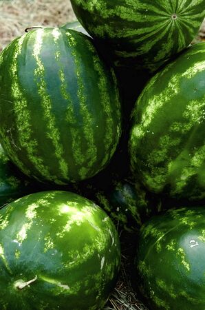 ripe watermelons lie on the grassの写真素材