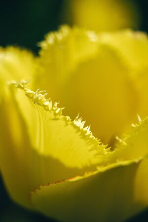 close-up, yellow tulip. floristry. gardeningの写真素材