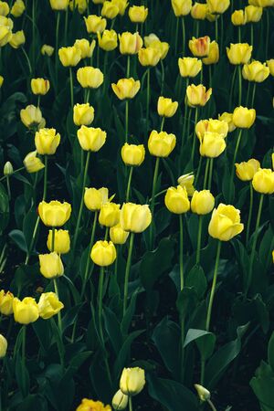 yellow tulip. floristry. gardening. green leaves. plantation. Florist grew a flowerbed of tulips....