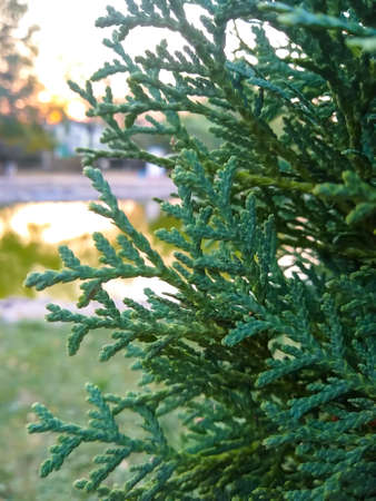 Thuja bush near the lake