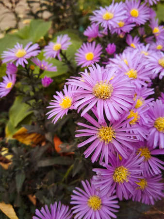 Bright flowers in the autumn garden