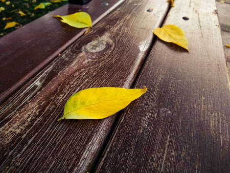 Leaves on a wooden benchの写真素材