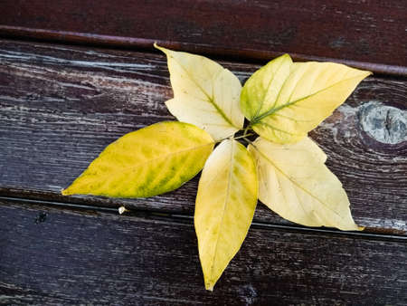 Leaves pattern on wooden benchの写真素材
