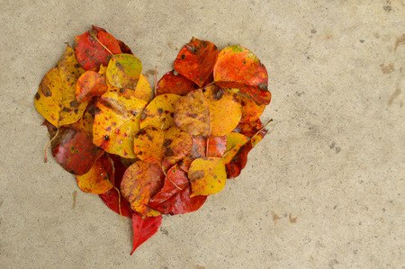 Beautiful autumn leaves in the shape of a heart against a textured concrete background. Great...