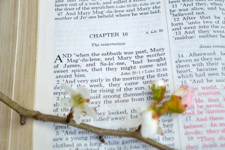 Mark 16 Easter Sunday scripture background with flowers.の写真素材