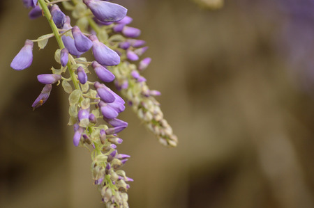 Delicate lavendar petals of two purple wisteria blooms hanging from the left against a blurred brown and lavendar background.の写真素材