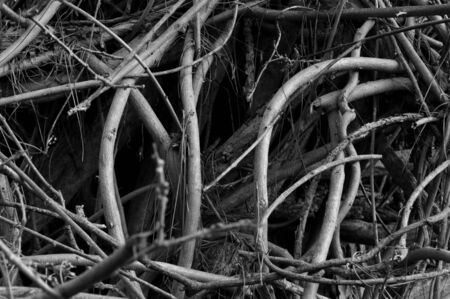Background of tangled wisteria vines growing up a tree, in black and whiteの写真素材