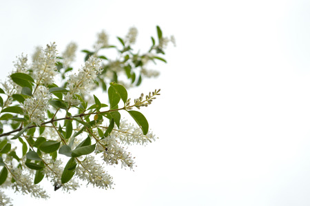 Closeup of the blooms of a privet bush (Ligustrum vulgare) against a white sky background.の写真素材