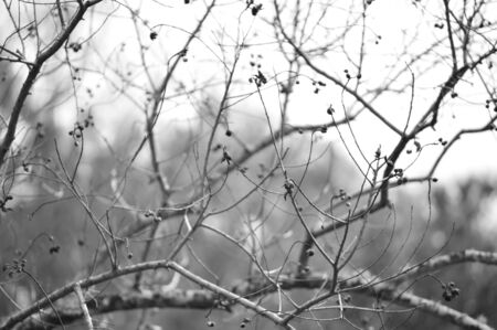 Soft, wispy photo of popcorn tree branches and seeds in winter.の写真素材