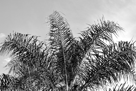 Dramatic black and white photo of the top of a queen palm against a sunny sky.の写真素材