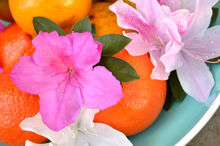 Azaleas, tangelos, and valencia oranges in an aqua colored bowl.の写真素材