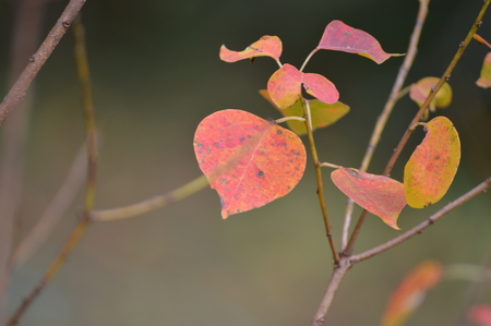 Popcorn tree leaves in fallの写真素材