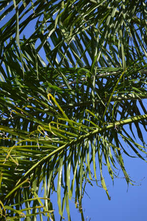 Closeup of bright green Queen palm fronds against blue skyの写真素材