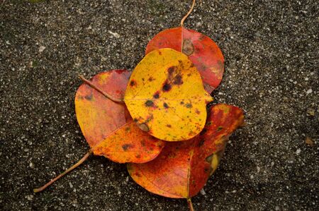 Popcorn tree leaves against a concreteの写真素材