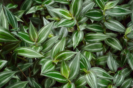 Lush foliage of Wandering Jew plant, scientific name Tradescantia zebrina a species of spiderwort.の写真素材